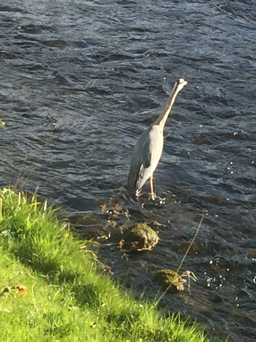 MaimieThompson's tweet image. . #Patternanalysis here is what to watch for 1) Vigilant stance; 2) change in head position - #refraction 3) plunge; 4) Catch DONE! @WmCollinsBooks  #NewNaturalist #TheHeron #Monograph #Classics Nearly everyone walked past tonight and never noticed the heron or it’s habits.