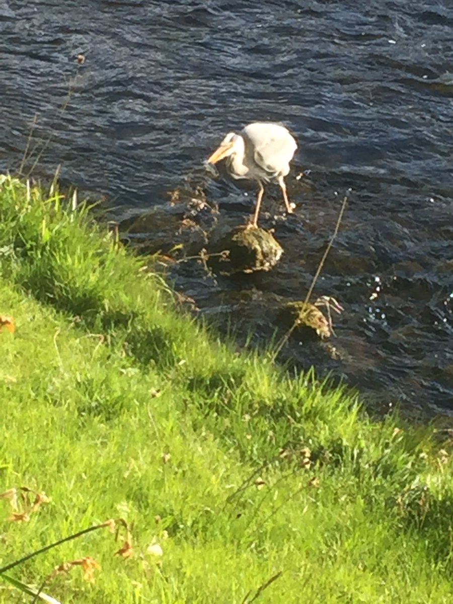 MaimieThompson's tweet image. . #Patternanalysis here is what to watch for 1) Vigilant stance; 2) change in head position - #refraction 3) plunge; 4) Catch DONE! @WmCollinsBooks  #NewNaturalist #TheHeron #Monograph #Classics Nearly everyone walked past tonight and never noticed the heron or it’s habits.
