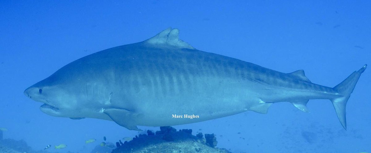 maczooid's tweet image. A little late for Mother’s Day, I’m on Hawaiian time.
    Her name is Laverne. This is the matriarch of Tiger sharks in Kona. All other sharks nearby yield to her. A little tattered and dorsal fin torn she still commands respect.  Even with her baby bump and radiant glow  .