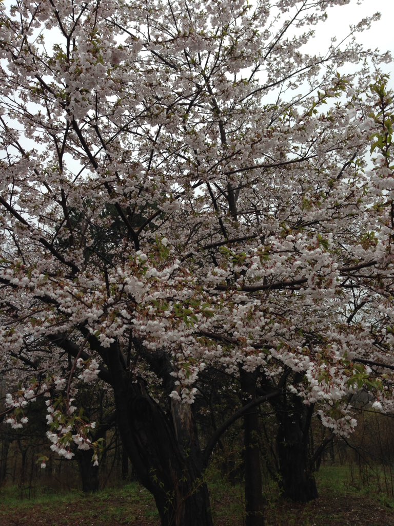 Paula_CSR_SCMP's tweet photo. Ok so not the best day to go to @HighParkNC on this rainy Monday but I was determined to see those damn #cherryblossoms blooming no matter what πππ€ @sakuraHighPark #HighPar https://t.co/UAdqVwtGjB