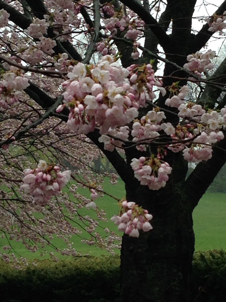 Paula_CSR_SCMP's tweet photo. Ok so not the best day to go to @HighParkNC on this rainy Monday but I was determined to see those damn #cherryblossoms blooming no matter what πππ€ @sakuraHighPark #HighPar https://t.co/UAdqVwtGjB