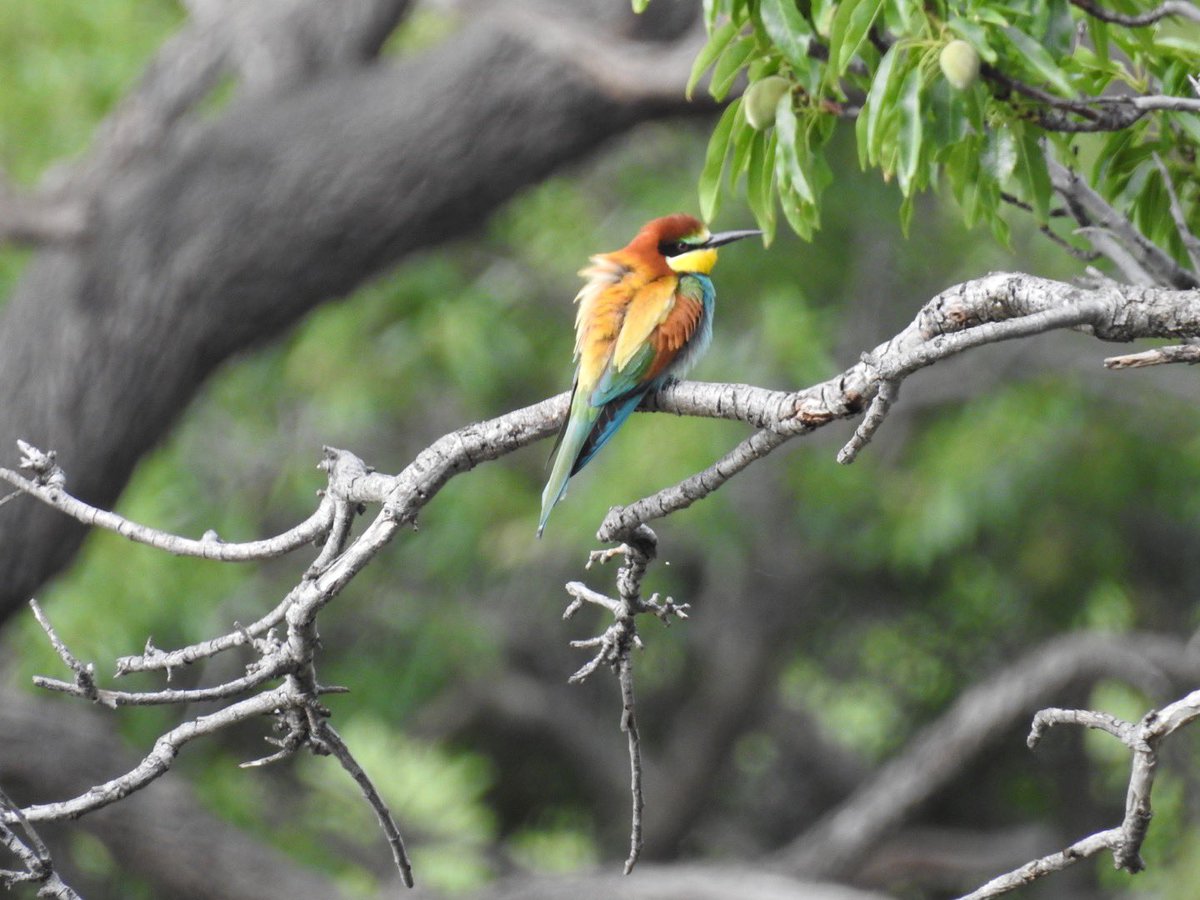 lancsgp's tweet photo. A week ago saw these beautiful Bee Eaters at the start of the #Boquer Valley Walk #mallorca https://t.co/b7lsK1XUot