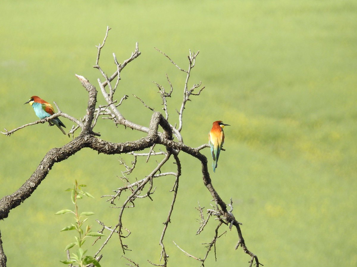 lancsgp's tweet photo. A week ago saw these beautiful Bee Eaters at the start of the #Boquer Valley Walk #mallorca https://t.co/b7lsK1XUot
