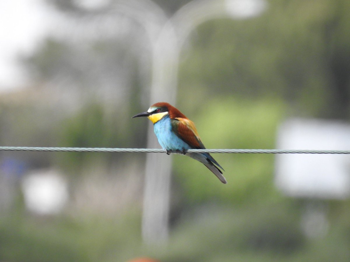 lancsgp's tweet photo. A week ago saw these beautiful Bee Eaters at the start of the #Boquer Valley Walk #mallorca https://t.co/b7lsK1XUot