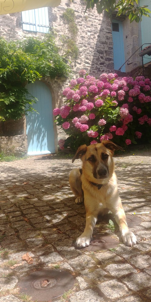 drjennymaher's tweet photo. @Drdave_clarke Ah Dave. What a pair, they are starting to like oldies. Our Buffy passed away 1.5years ago - end of an era...we have a new girl, our first failed rescue! Hope the midlands are treating you all well https://t.co/nwcLZ4cEjW