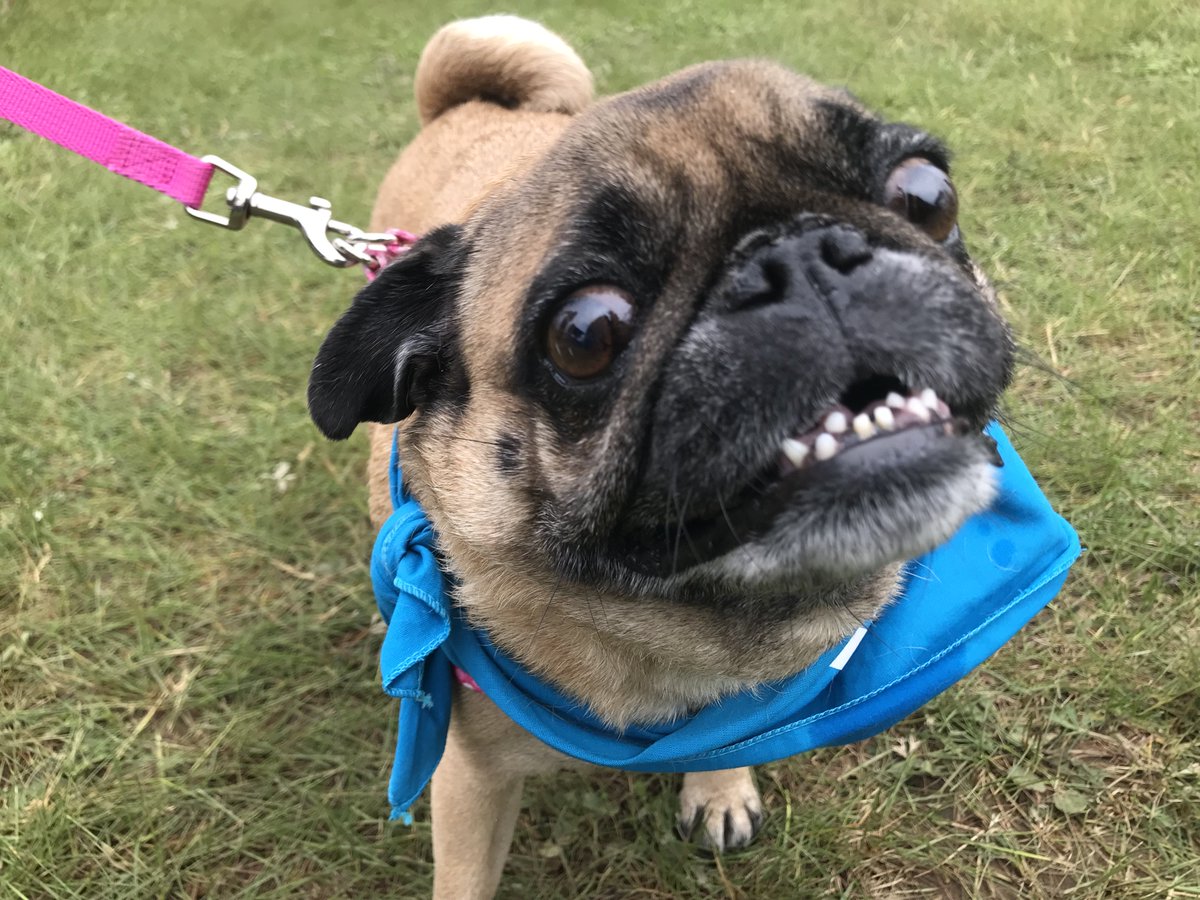 If there were a Cedar Point for Dogs, would you go? Walk &amp; Wag is this Saturday - go go go GO!  hshv.org/walkandwag