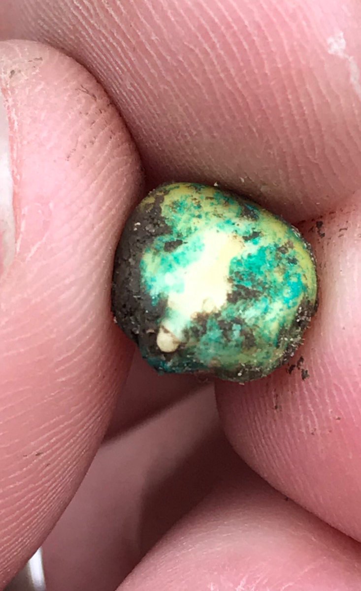 #AllegiantSeed 10117vt2p beginning to sprout yesterday after 5 days in cold, wet soil. Seed quality matters. Big shoutout to CHS “Unlocked” for its hand in keeping things moving!