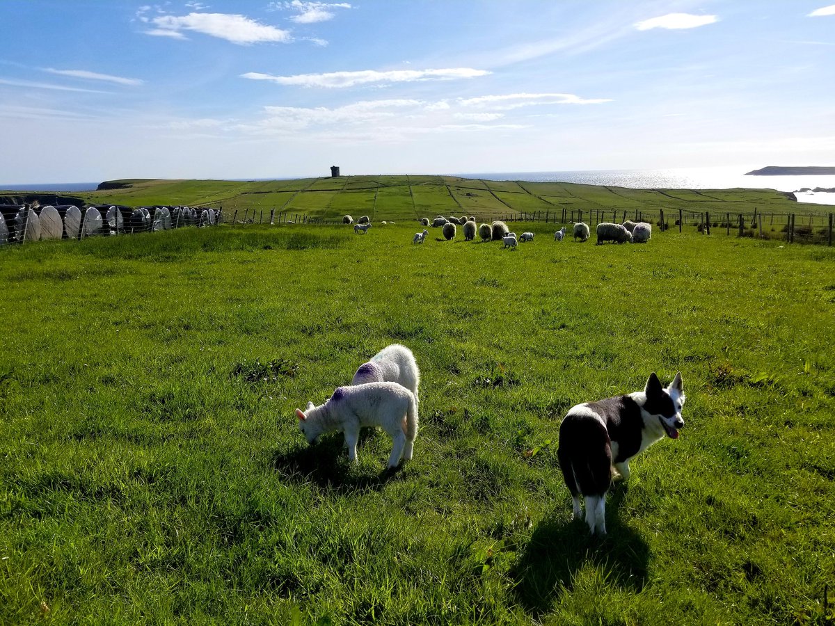 Away_To_Me's tweet photo. Today Nell helped us guide some of the little lambs and their Mama ewes to a new field where there is nice green grass for them to nibble. They have a pretty great view too!

#VisitMalinbeg #MyDonegal #sheepdog @govisitdonegal @visit_donegal #Glencolmcille https://t.co/ND3yfw3yWj