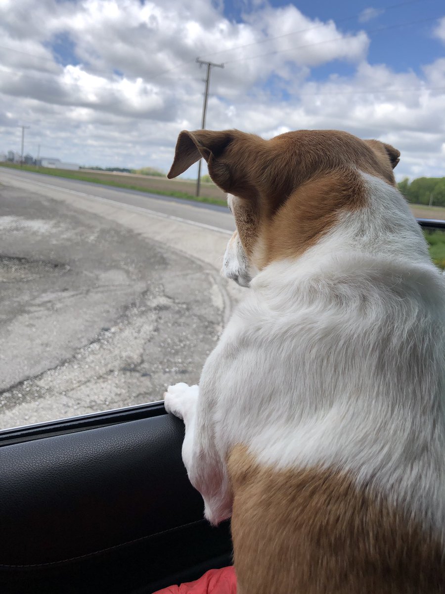ironstar10's tweet image. Go rest easy little man.  Run free❤️ #javabean #greatdog #RIP #dogsarefamily #lovethatdog #breakourhearts #lotsofmemories 🐶💕