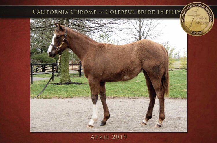 The Jockey Club has approved our #ThePeoplesHorse California Chrome filly name Colerful Chrome! Her official racing name is Colerful Chrome! #ChromeBaby #ChromeFilly #ColerfulChrome #CaliforniaChrome #ColerfulBride #TaylorMadeFarm