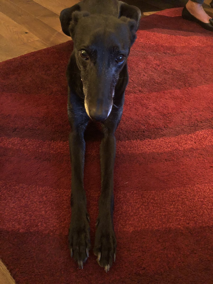 CaptainBeck_'s tweet photo. My best pal ❤️ https://t.co/XAUT12p2cC