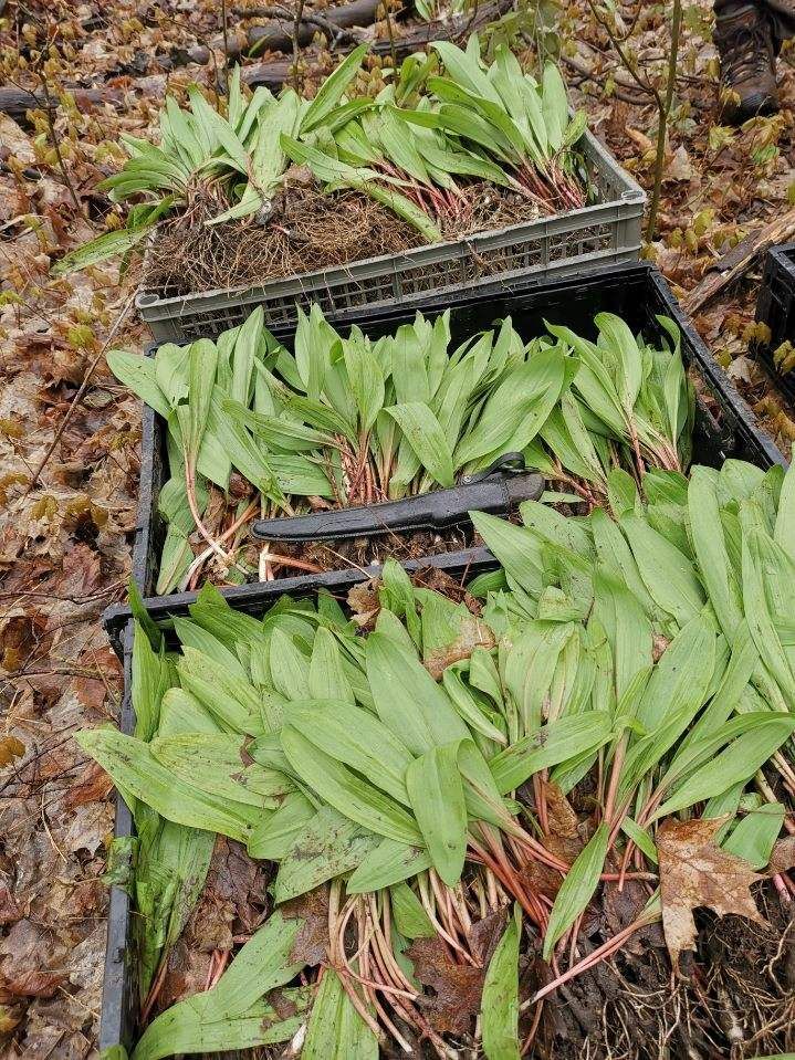 Chef Nick and Chef Matt (of <a href="/marbles_uptown/">Marbles Uptown</a> are not afraid to wake up early and go foraging. The quiet side of being chef that we can sometimes forget amongst the raging fires, bubbling pots, and printer machines sounding the alarm.