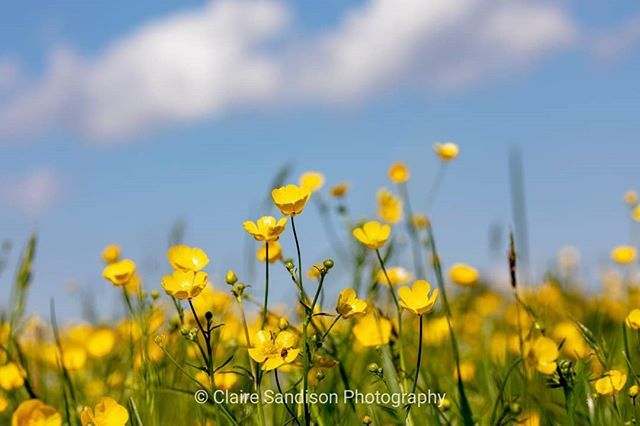 Summer Leys Meadows
#nature #naturephotography #wildlife #wildlifephotography #wildlifetrustbcn #wildmeadows #meadows #buttercups #wildflowers #meadowflowers #summerleys #summerleysnaturereserve #naturereserve #fields #fieldflowers