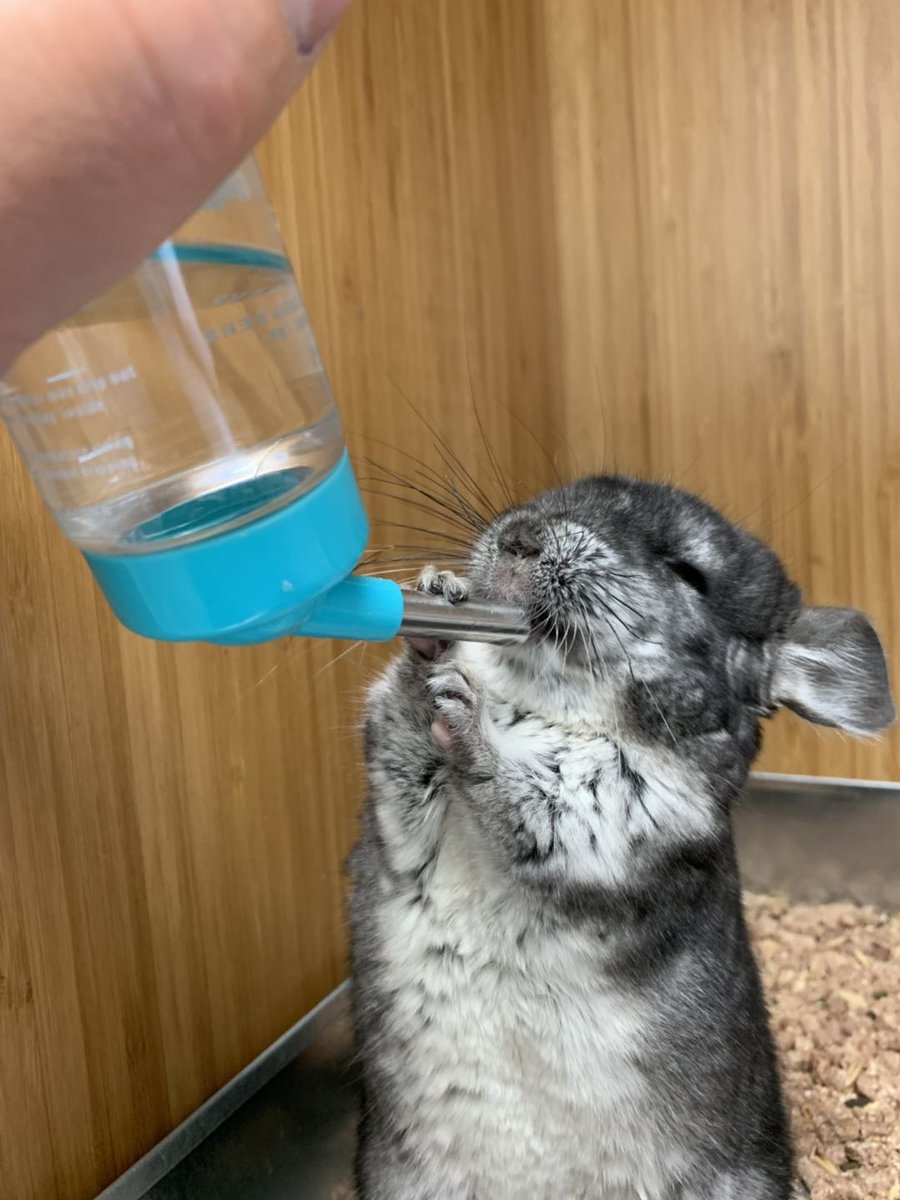 Do Chinchillas Drink Water
