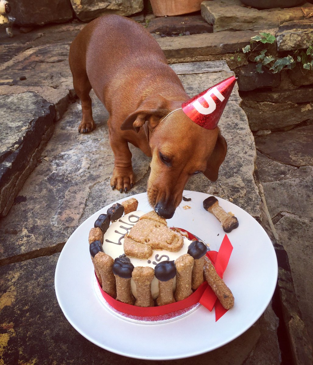 ndreamercer's tweet photo. ❤️Happy 5th Birthday Lula!❤️xx #5today #HappyBirthday #lovemydog #DachshundLover #sausagedogsrule @DoggyRudi https://t.co/tYDzWdwW3J