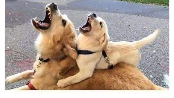 teachergoals's tweet photo. *Wonders why student acts that way
*Meets parent:
                                       #teacherlife https://t.co/3EmLaE0F9W