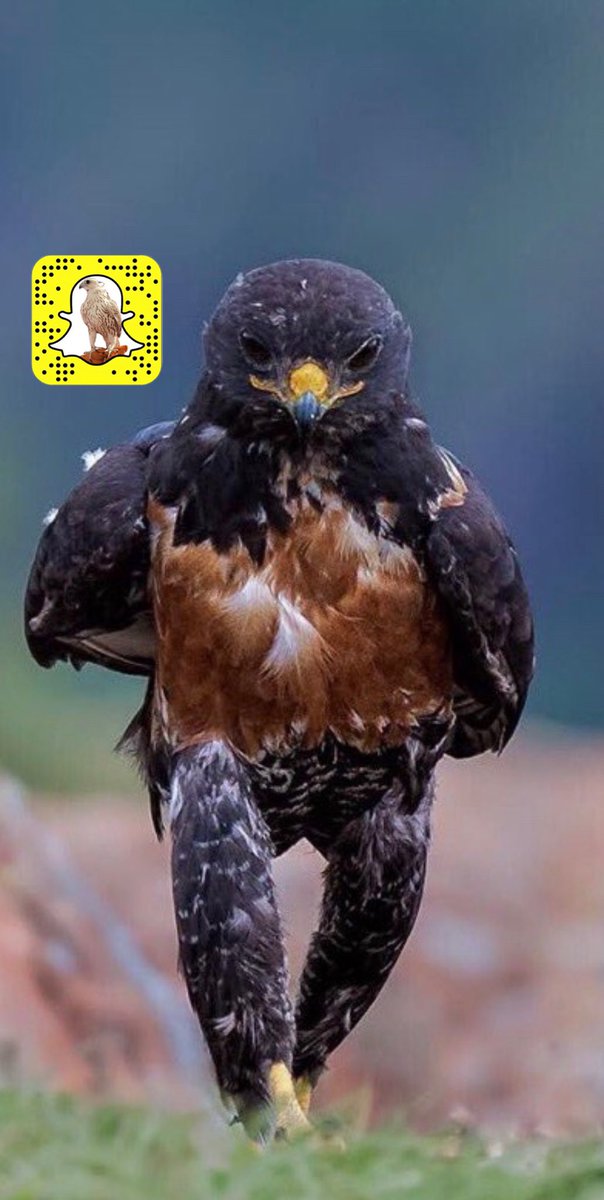 live_mgnas's tweet photo. 🦅
.
.
قام أحد المصورين بإلتقاط صورة مميزة لـ عقاب يبدو في مشيته كالإنسان خلال بحثه عن الطعام في جنوب أفريقيا
. https://t.co/hz9RxkxM2E