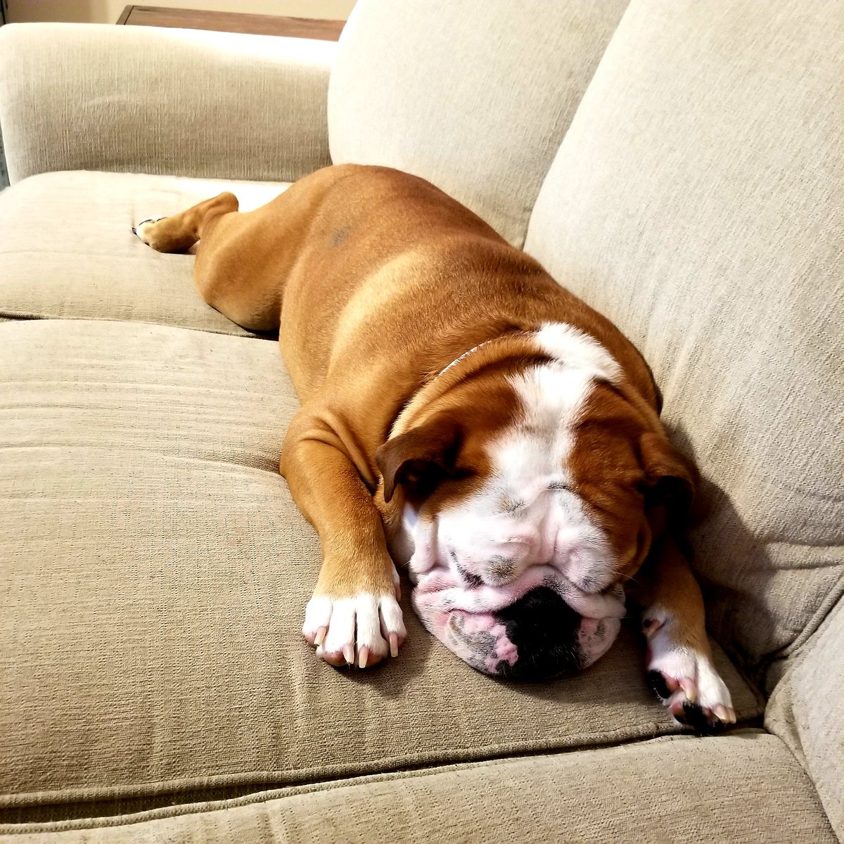 neely1227's tweet photo. Hes Knocked! #furryassistant https://t.co/MX3sKLxULn