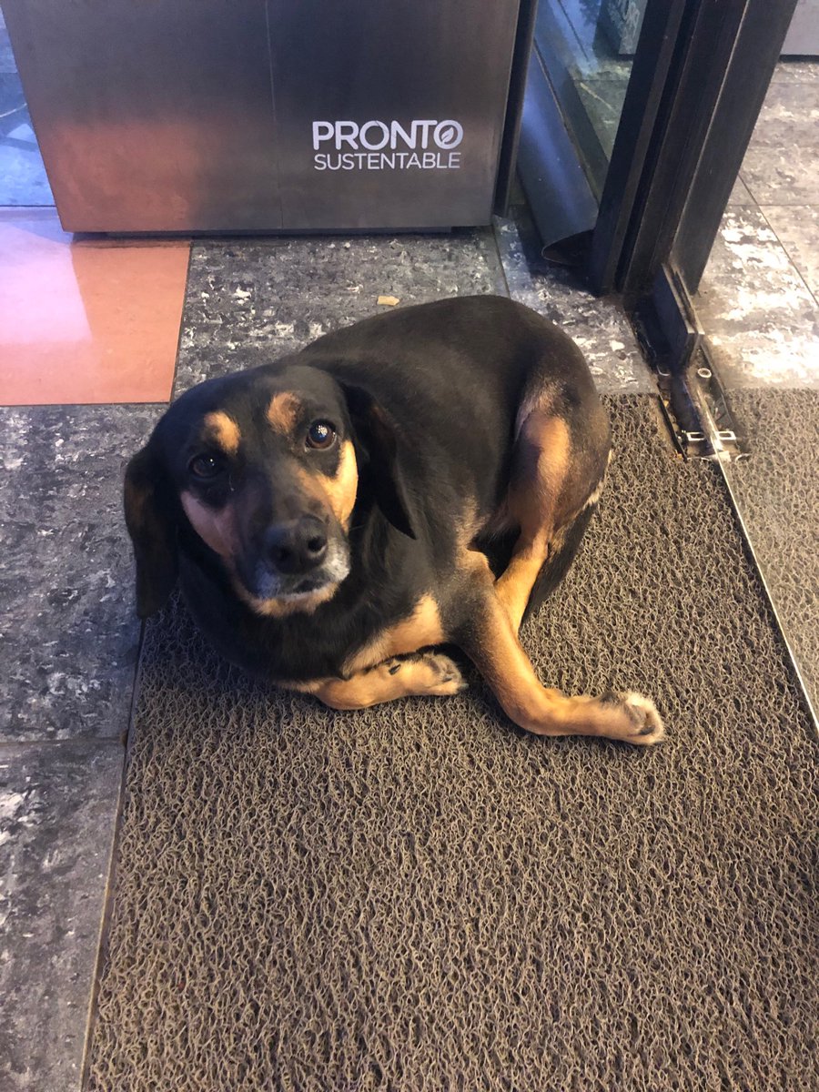 A quien pueda prestar ayuda por favor!!

En la Copec de San Francisco de Mostazal (sur a norte) está esta perrita con una pata quebrada, yo no puedo llevarla porque voy con mi perro en el auto, si le di agua y comida.  
Ojalá alguien pueda ayudarla.  Gracias