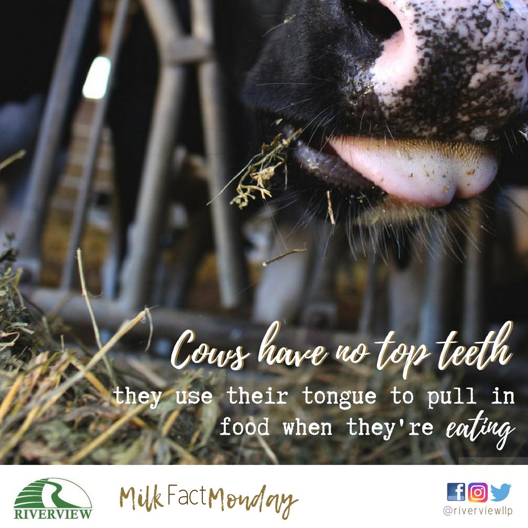 #milkfactmonday 
#cowfood
#cownutrition