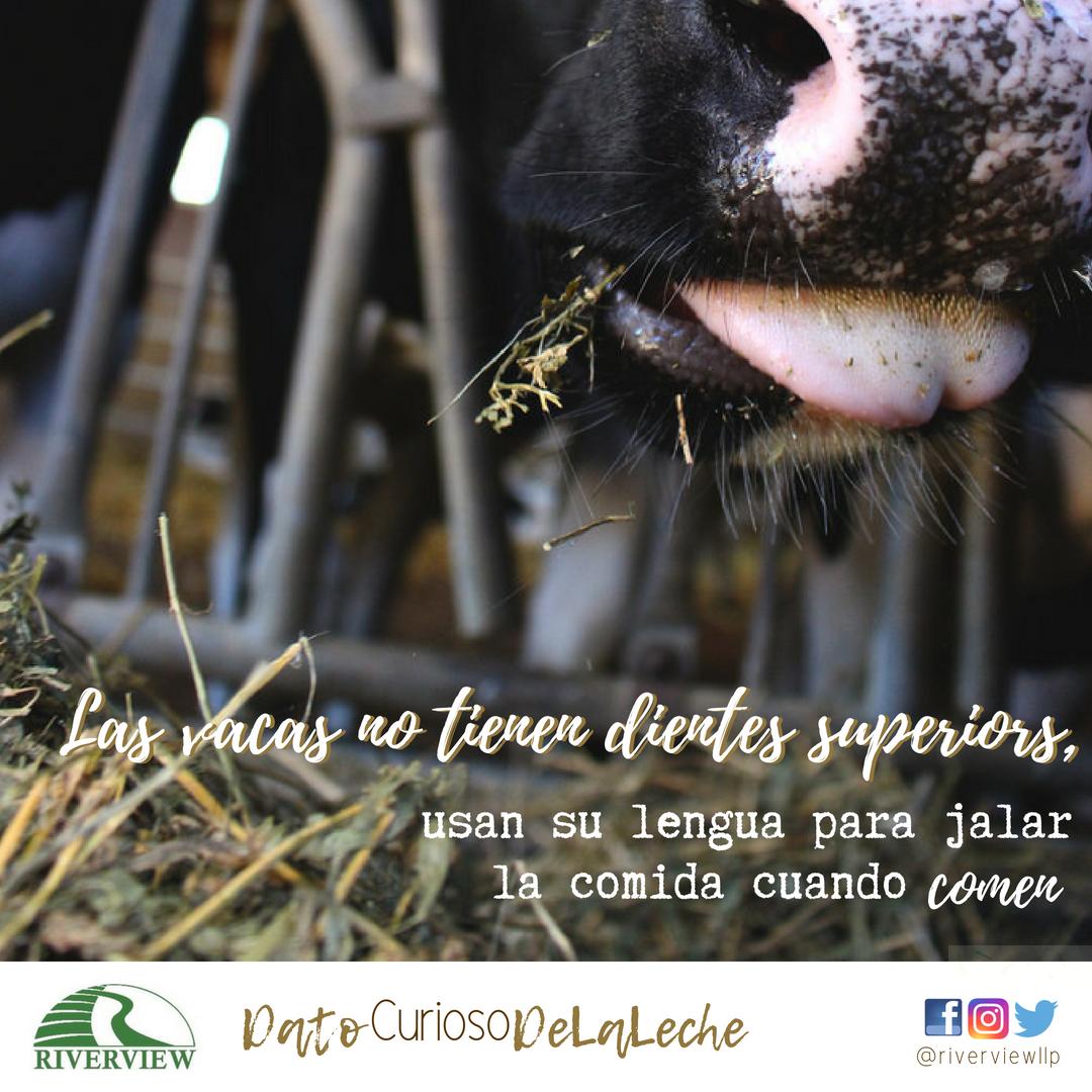 #datocuriosodelaleche
#comidadelavaca
#nutricióndelavaca