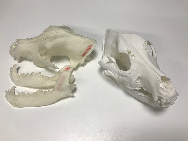 UQ_News's tweet photo. 3D printed models of dog skulls are helping #UQ vets to save animals and educate tomorrow’s veterinary students. 
https://t.co/ylepRqYhBK
@UQ_Science, @UQLibrary https://t.co/j0mxT6AHro