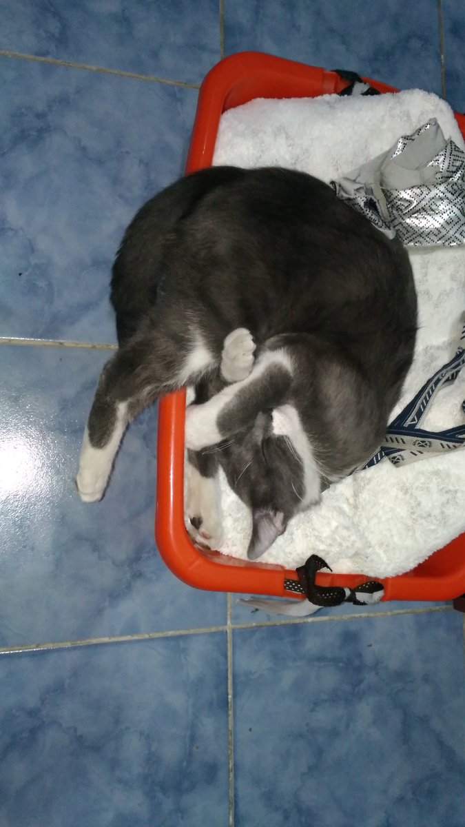 Darkkhadarin's tweet photo. Yatakta deli yatarım derdim ama Pekmez beni de solladı. 🐈🐈🐈 https://t.co/68bqXEDnmF