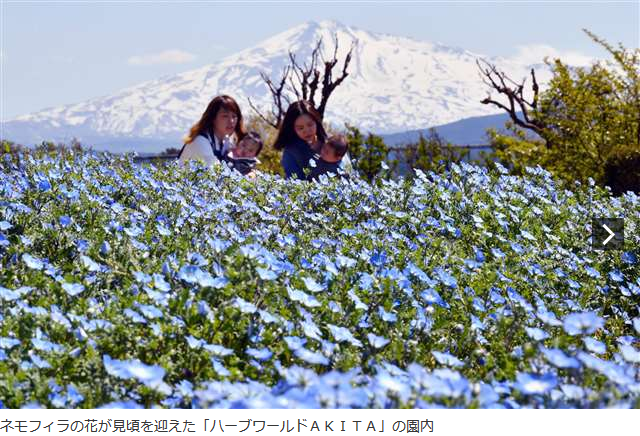 Jazieta 秋田にもあった ネモフィラの丘 ハーブワールド 秋田県由利本荘市西目町の観光農園 ハーブワールドａｋｉｔａ で ネモフィラが見頃を迎えた 青くかれんな花が斜面いっぱいに広がり 訪れる人たちを楽しませている 秋田魁新報 T Co