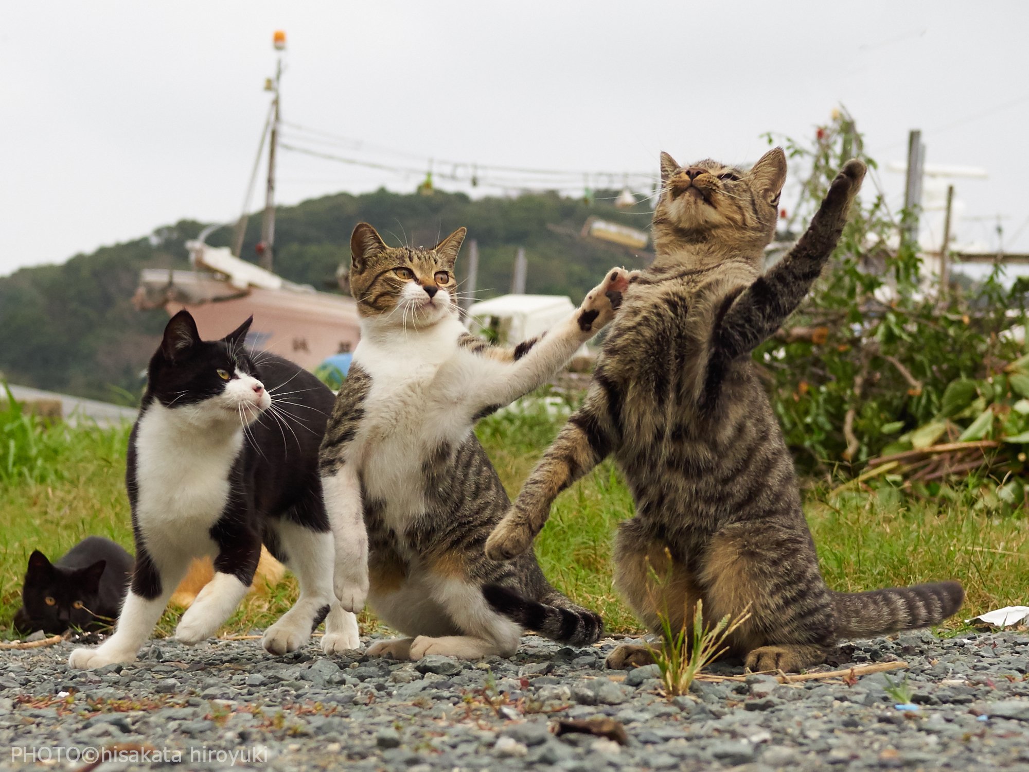 久方 広之　「ねこ拳撮影術」 on Twitter