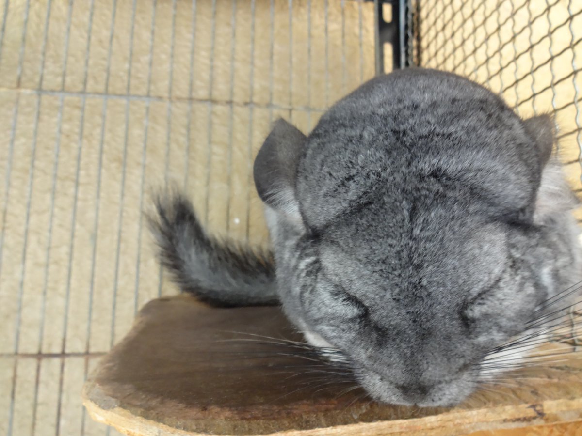 飯田市動物園 公式 No Twitter チンチラのリズム 全部をぎゅっとまとめておやすみ中 ベルトと違って 巣箱から出て高いところで寝ていることも多いんです 大きな耳もしっかりまとめて寝ています 飯田市立動物園 チンチラのリズム ぎゅっとまとめて