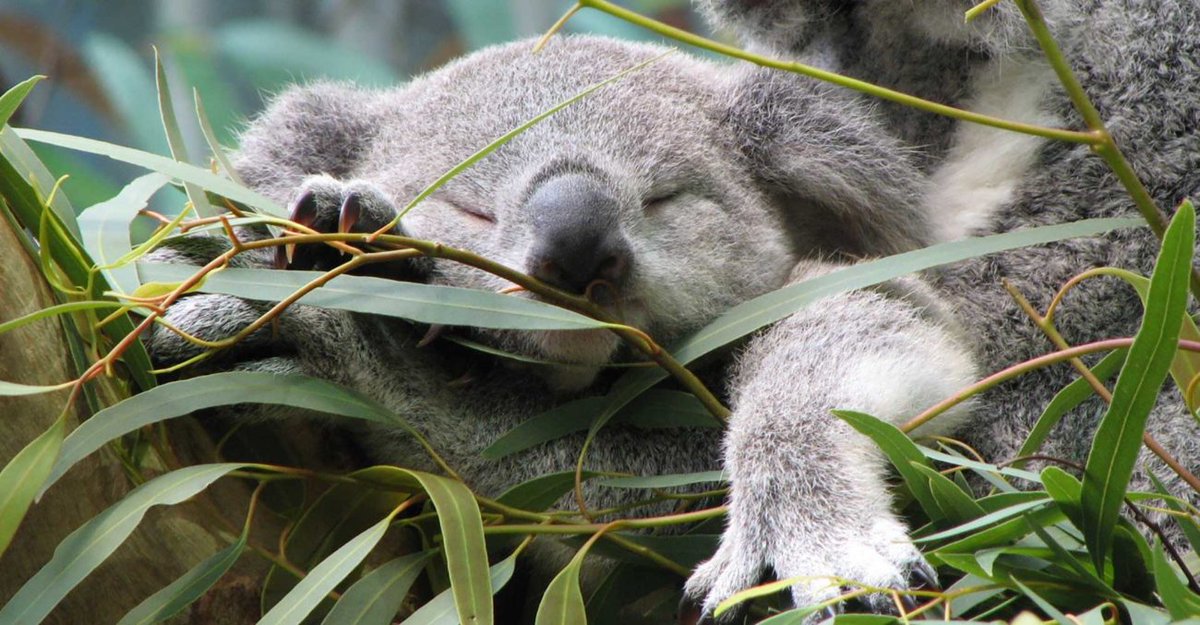 estibalis441's tweet photo. ONG declara funcionalmente extinto al koala en Australia https://t.co/HTSHwgbaWC https://t.co/9UQDfMoZd8