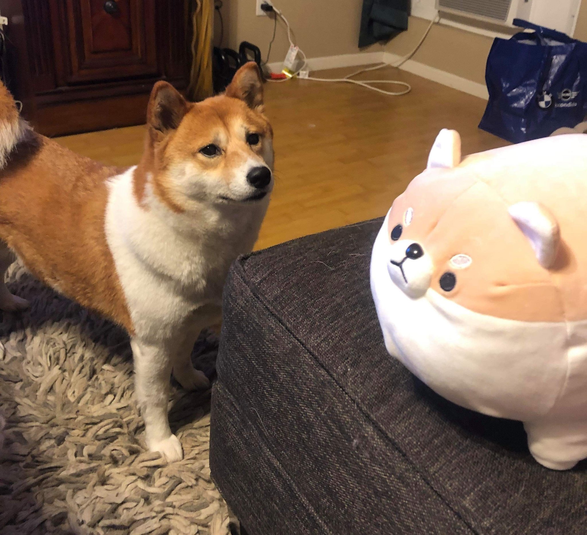angry shiba plush