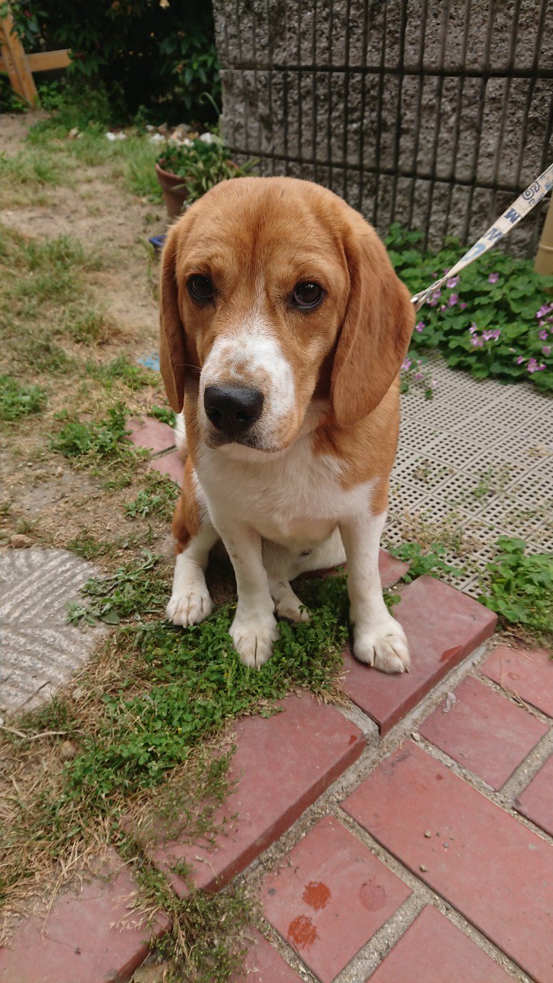 טוויטר とり ㅅ בטוויטר 迷い犬保護しました 犬種はビーグルmix ちょっとおデブさんで迷彩の首輪で1人で歩いてました 毛並みよし 11時頃保護 とても人懐っこくホイホイついてきたけど ちょっと音には敏感 1人散歩なのか逃げてきたのか全く不明