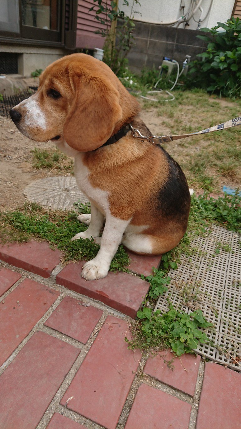 טוויטר とり ㅅ בטוויטר 迷い犬保護しました 犬種はビーグルmix ちょっとおデブさんで迷彩の首輪で1人で歩いてました 毛並みよし 11時頃保護 とても人懐っこくホイホイついてきたけど ちょっと音には敏感 1人散歩なのか逃げてきたのか全く不明