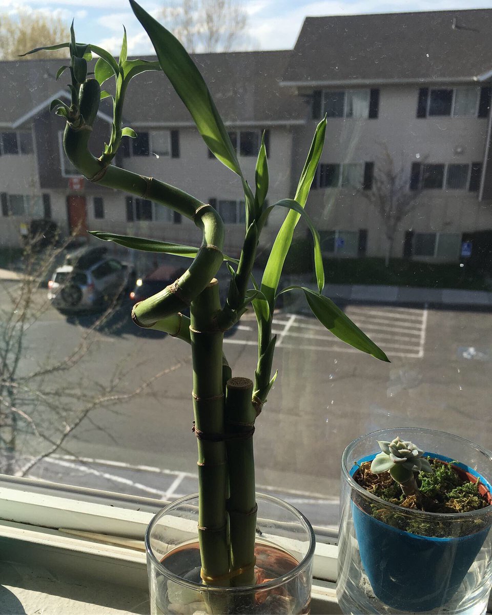 takeofthetiek's tweet photo. Most of my babies 🌱
A little filler, bamboo, succulent, &amp; lavender 💚
.
#plants #plantmom #window #green #bamboo #scculent #lavenderplant #lavender #cleanair #yay #sunshine #nofilter #houseplants #myplants #pottedplants #bluepots https://t.co/fM1bWkwpLB