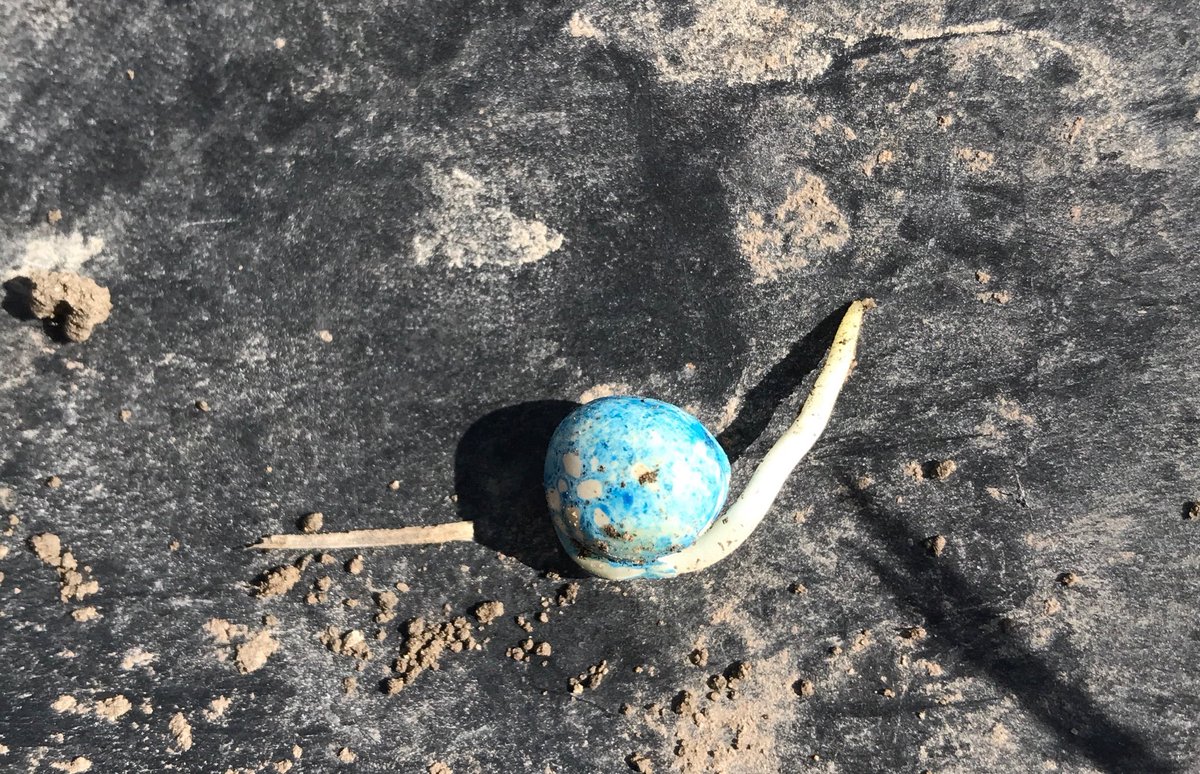 bforsber's tweet photo. Hey bud nice to see you making moves with some daily heat, be no time and your above ground. We’re going to give you the best chance to blossom and won’t forget to spray #heatlq #heatcomplete prior to emergence and keep it clean for you. https://t.co/eKw19x0Flm