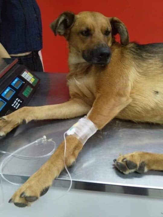 Seguimos necesitando ayuda para el tratamiento y coste de la cirugía de nuestra Lenteja!!!!! 

Lenteja que hoy fue atropellada, es por esto que recurrimos a ustedes ya que necesitará una cirugía de osteosintesis en tibia y perone.

Lenteja estará eternamente agradecida ❤️