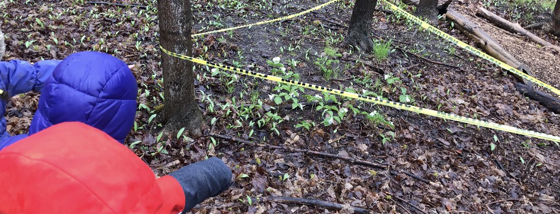 spankyfinch's tweet photo. @TDSBForestManor kindergartens getting outside in the rain 🌧 and counting the 41 #whitetrillums @ForestValleyOEC #spring #Iwonder #fivesenses @TOES_TDSB #oememories #getoutsidemonth @tdsb #integrity #outdooreducation https://t.co/FuREGOij19