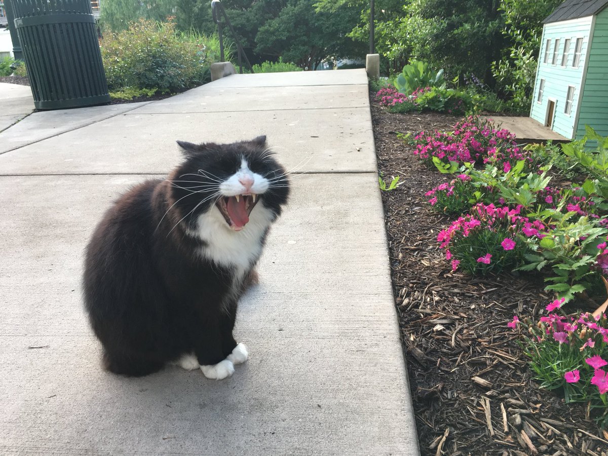 The Wonk Cat tweet media