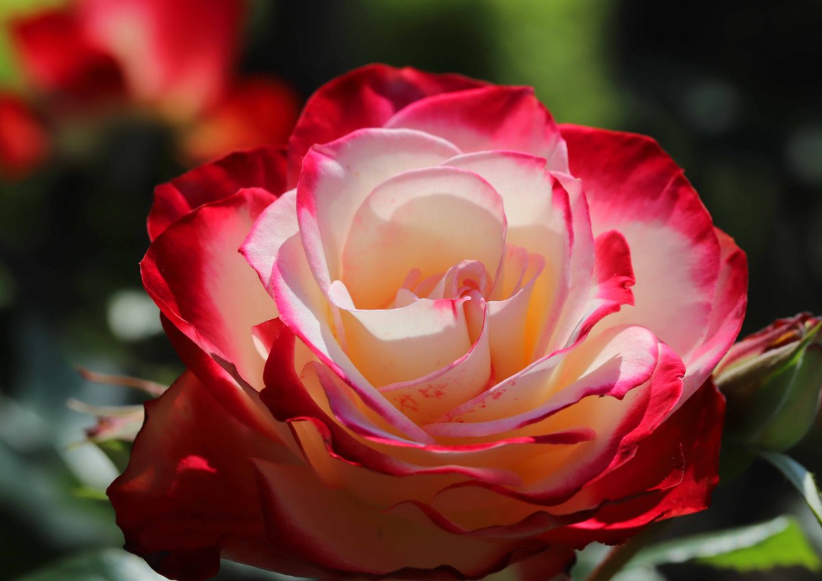片柳弘史 בטוויטר 赤い縁取りが美しい薔薇 ジュビレ デュ プリンス ドゥ モナコ グレース ケリーの夫である モナコ公国元首レーニエ三世大公の即位50周年を記念して名づけられたそうです O