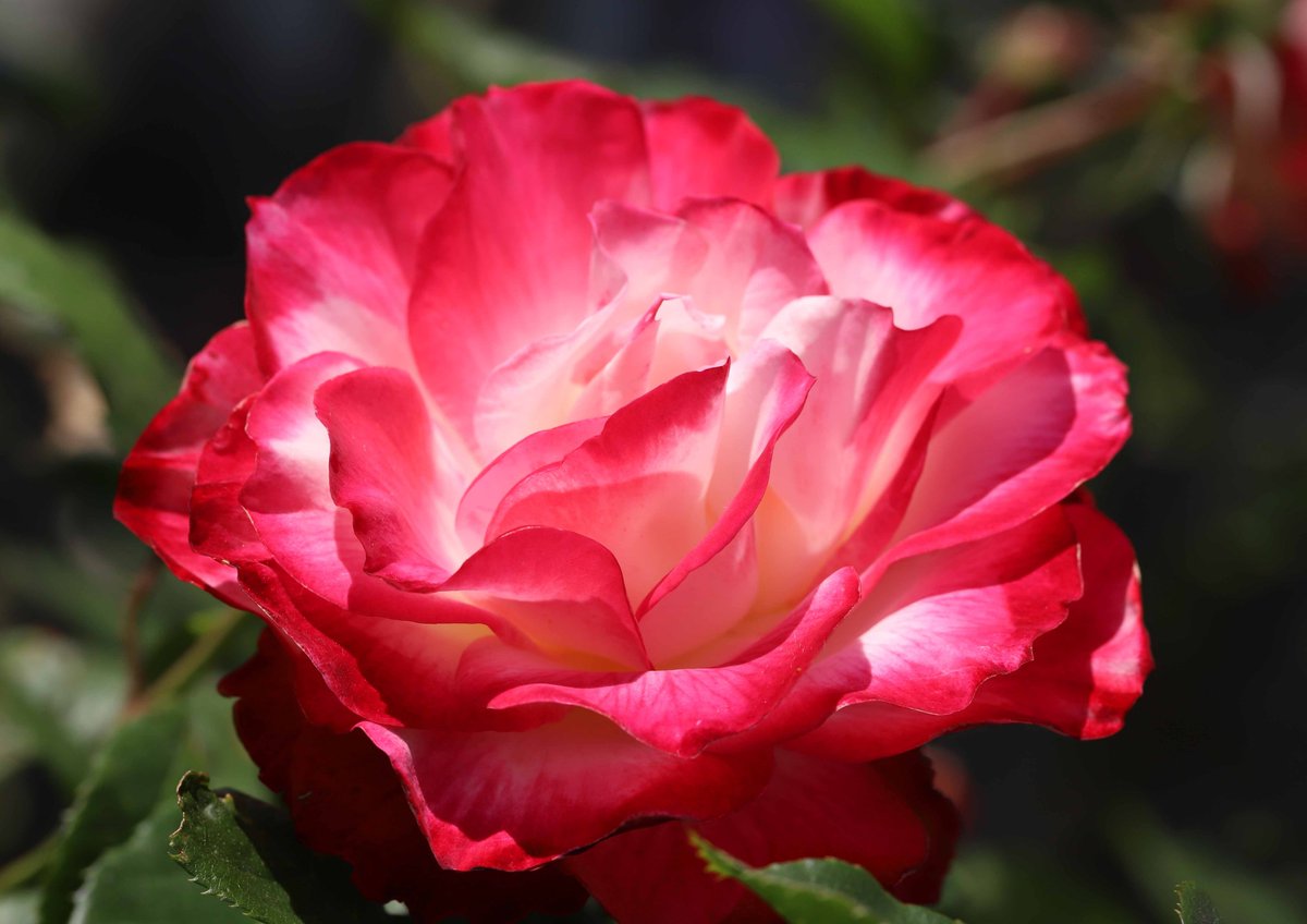 片柳弘史 בטוויטר 赤い縁取りが美しい薔薇 ジュビレ デュ プリンス ドゥ モナコ グレース ケリーの夫である モナコ公国元首レーニエ三世大公の即位50周年を記念して名づけられたそうです O 片柳弘史 בטוויטר 赤い縁取りが美しい薔薇 ジュビレ デュ プリンス ドゥ モナコ グレース ケリーの夫である モナコ公国元首レーニエ三世大公の即位50周年を記念して名づけられたそうです O