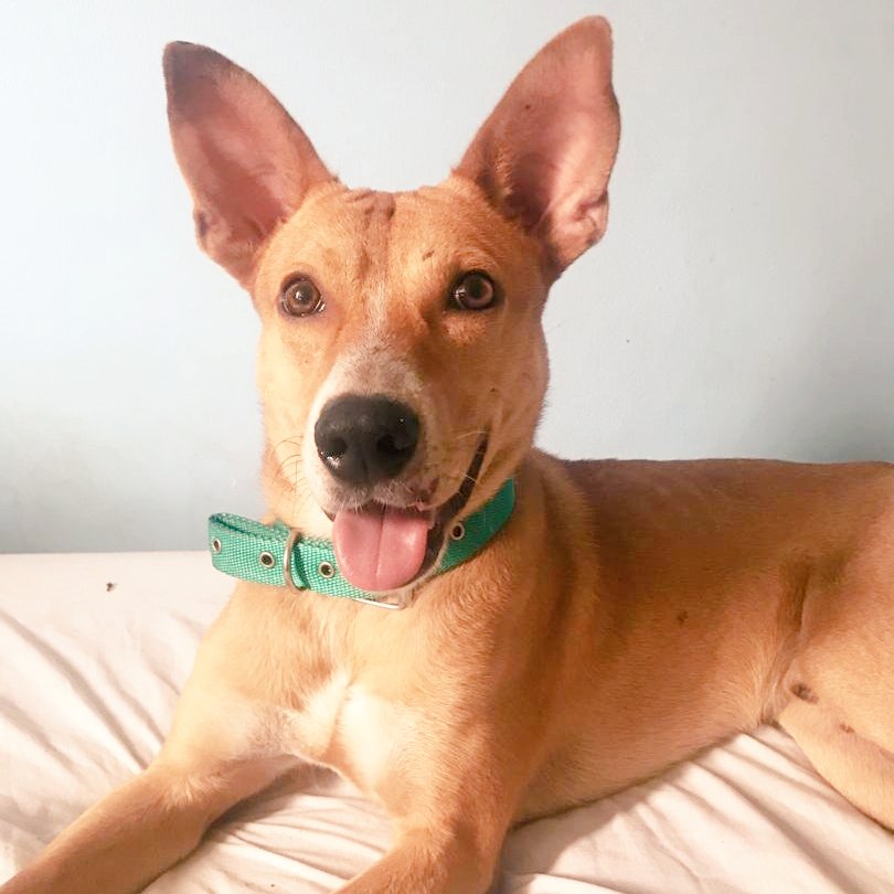 Dani_dirm's tweet photo. POR FAVOR Ayuda para que Rintin tenga un hogar🙏en las fotos se ve feliz los 3 días q estuvo resguardado pero la realidad es q está solo en un piso de tierra en una construcción😥 necesita urgente una familia y amor🐕❤🐾 04129929122 #Caracas #Venezuela @CanalAnimal @PerroUsuario https://t.co/e6JV7jiAwJ