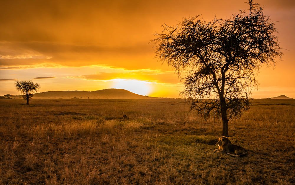 Lilistravelplan's tweet photo. Soooo... apparently I now own a tour business in #Tanzania 😄 We organize safaris to the #Serengeti, #Ngorongoro etc, #Kilimanjaro climbs and all kinds of day trips, with a big focus on ethical, responsible tourism. Check out https://t.co/cwJxKnMn01! https://t.co/BlRZPIApSs