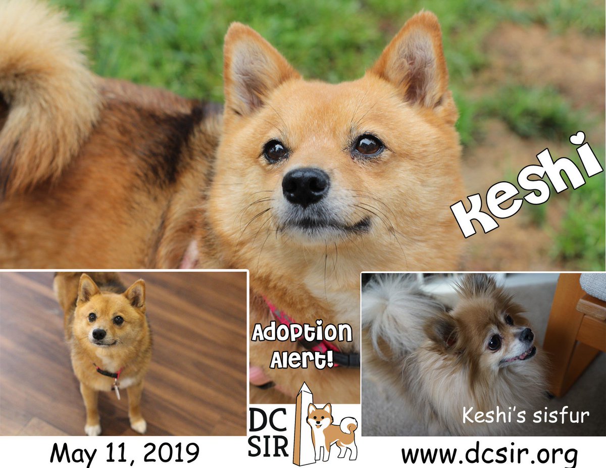 DCShibaRescue's tweet photo. #AdoptionAlert2019! Please join us in congratulating Keshi on her adoption and welcoming her parents to the DC SIR family! https://t.co/3JTvfxaBOh #HappyTails #RescueSavesLives https://t.co/UoqNBtTn4J