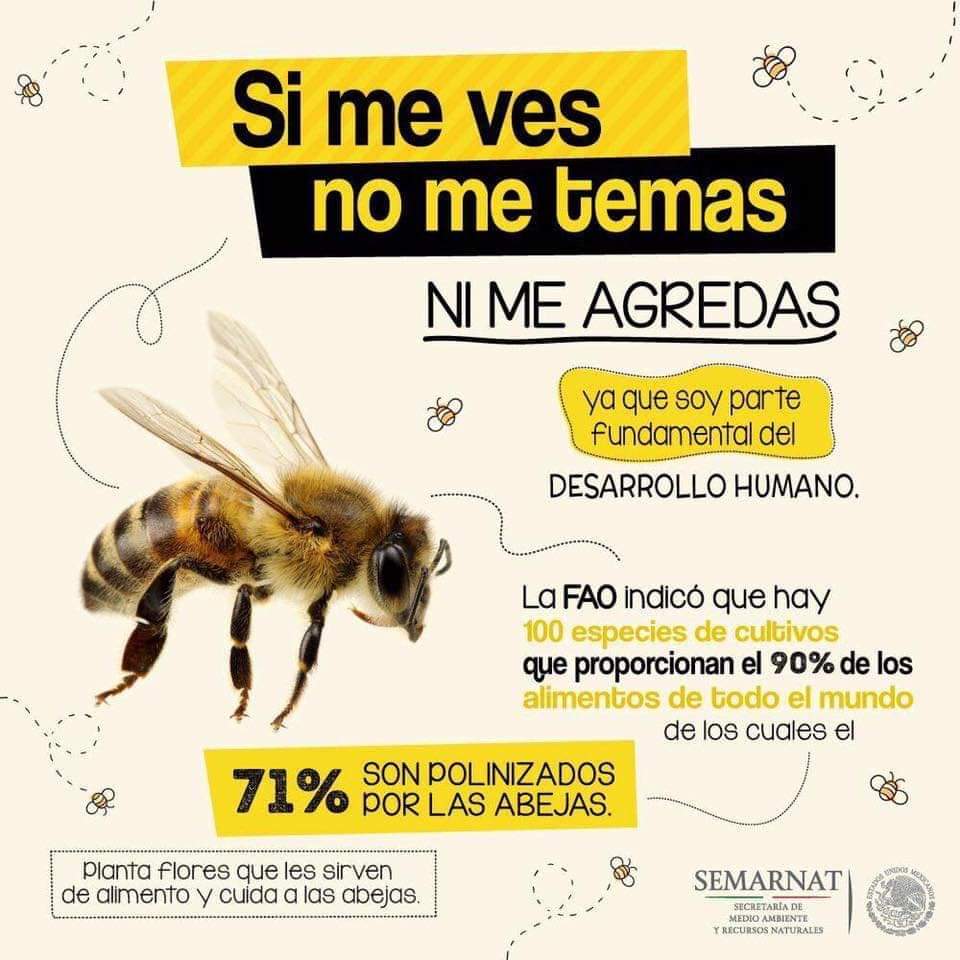 Desalentar déficit Mamá Miguel Contreras on Twitter: "ABEJAS, consideradas por primera vez siete  especies de abejas en peligro de extinción. Si las abejas desaparecen, con  ellas se irían multitud de plantas y probablemente los humanos #