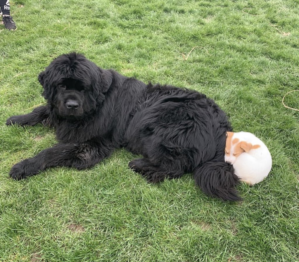 This is Paddington. He lay down at the park and another pup came over and fell asleep on his tail. Please don’t excite him for he’s trying his best not to wag. Both 14/10