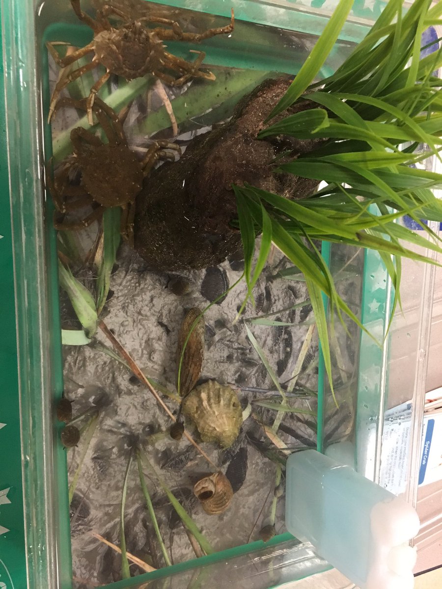 CPerrySTEM's tweet photo. Thanks #SSSPTO for a great tide pool presentation by @NEAQ ! @guenardd @kristenloren1 @SSS_KDwyer @LPS_Tremblay https://t.co/3mWlkO3wkH