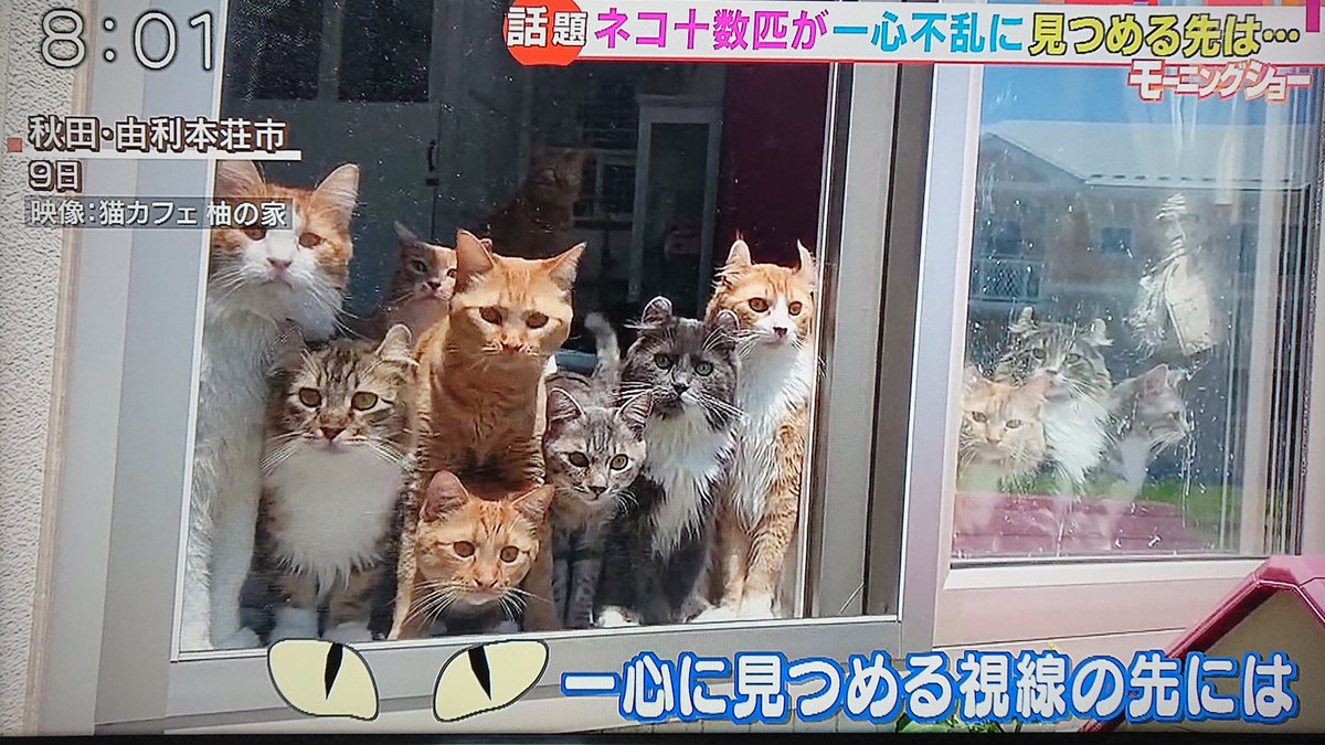 猫カフェ柚の家 猫カフェ柚の家