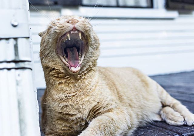 BnCPetGoods's tweet photo. Monday's got me like....
.
.
.
.
.
#cats #catsofinstagram #catstagram #rawfedcats #rawfed #rawfeedingcommunity #catsofig #showcat #bncpet #monday #yawn #funnycat #sillykitty #ilovecats https://t.co/Oqo35BapDZ https://t.co/gWe0jrihdk