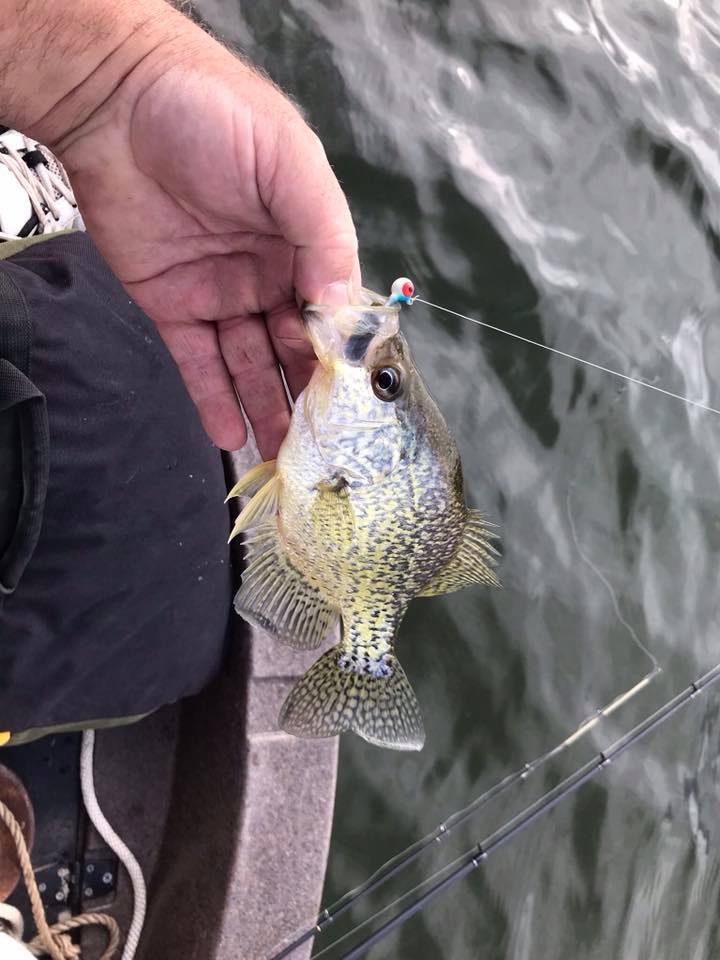 hookezeofficial's tweet photo. Dave Irwin's beast of a Crappie.
#fishingusa #usafishinglife #crappie #landabigone #catchoftheday https://t.co/5spJbbtAsU